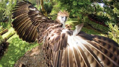 पंखांचा दहा फुटांचा विस्तार असलेले लुप्त गरूडांच्या जीवाश्मांचा लागला शोध!