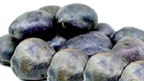 Black potatoes : काळ्या बटाट्याचे ‘हे’ असतात लाभ