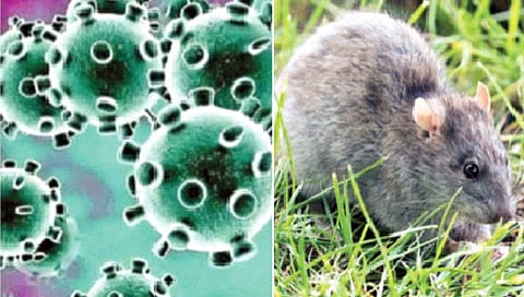 अमेरिकेत उंदरांमध्ये पसरतोय कोरोना विषाणू; संक्रमित उंदीर माणसांच्या संपर्कात येण्याची शक्यता, संशोधनात दावा