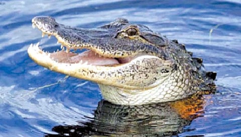 बुरशी संक्रमणापासून ‘या’ प्रोटिनमुळे सुरक्षित असतात मगरी