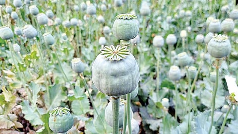 नेवासे तालुक्यात गांजा-अफूचा ‘अंमल’; 15 लाखांची 624 झाडे जप्त