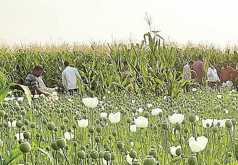 इंदापुरात 5 शेतकर्यांकडून सामूहिक अफूची शेती