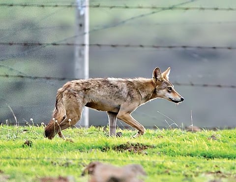 पुणे : चुकीच्या वनीकरणामुळे गवताळ ‘वनसृष्टी’ धोक्यात