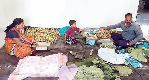 दिवे : योग्य नियोजन करून अंजीर उत्पादक झाला लखपती