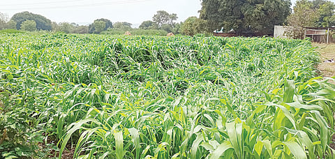 अवकाळीने साडेपाचशे हेक्टर क्षेत्र बाधित ; पुणे जिल्ह्यातील आठ तालुक्यांतील क्षेत्राचा समावेश