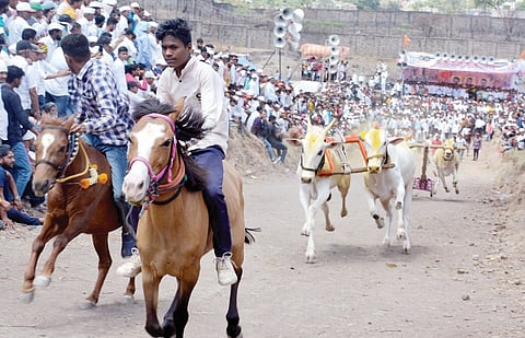 तळेगावात धावले 350 बैलगाडे