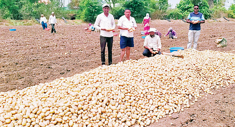 पारगाव : बटाट्यालाही बाजारभावाचा ठेंगा