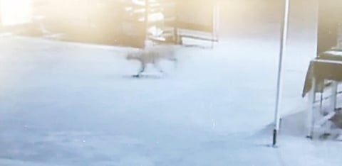 कोंढवे धावडे भागात बिबट्यासदृश प्राणी; परिसरात घबराट