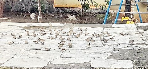 वाळकी : इथे भरतेय रोज चिमण्यांची शाळा ! शिक्षक, विद्यार्थ्यांनी जोपासला पक्षी संवर्धनाचा छंद