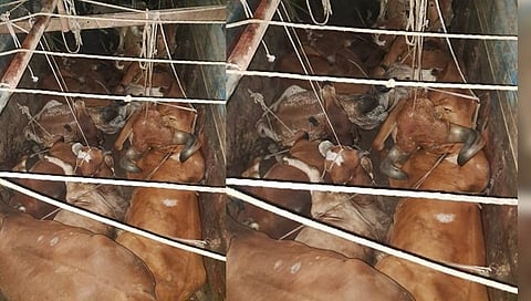 धुळे : अवैध गोवंश वाहतुक रोखली, ट्रकचालकावर गुन्हा