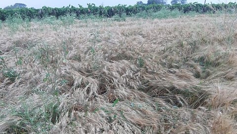 नाशिक : पीकपंचनाम्यांचा आज अंतिम अहवाल येणार