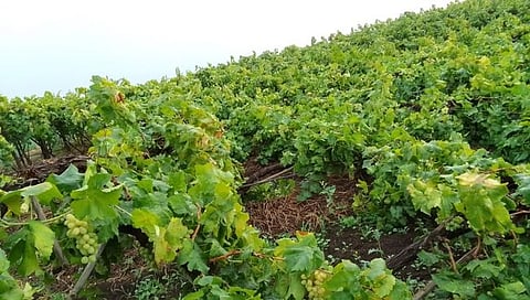 Maharashtra unseasonal rains | अवकाळी पावसाचा फटका, नुकसानग्रस्त शेतीचे पंचनामे करण्याचे मुख्यमंत्र्यांचे निर्देश