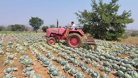 नाशिक : खर्चही फिटेना, शेतकऱ्याने फिरवला पाच एकर कोबीवर नांगर