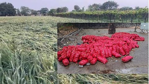 Nashik : लासलगावला गहू झाला अडवा, कांदा भिजला; उरल्यासुरल्या आशा संपुष्टात