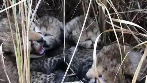 Namibia Cheetah Cubs