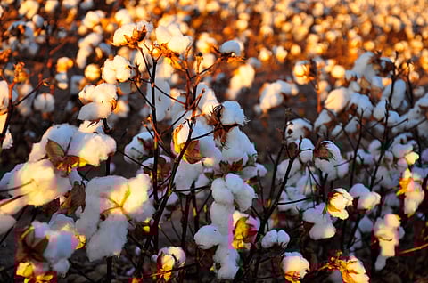 नगर: कोर्टातली केस मागे घेत नाही म्हणून जाळला शेजार्याचा 8 क्विंटल कापूस