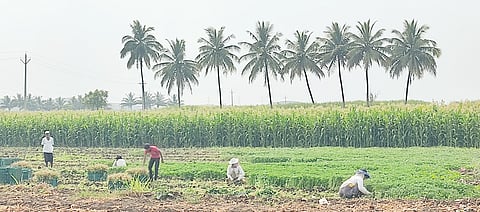 Pune News : नोकरदार शेतकर्यांना धक्का; आयकर भरलेले, कर्जमुक्ती मिळालेल्या 28, 764 जणांना वगळले