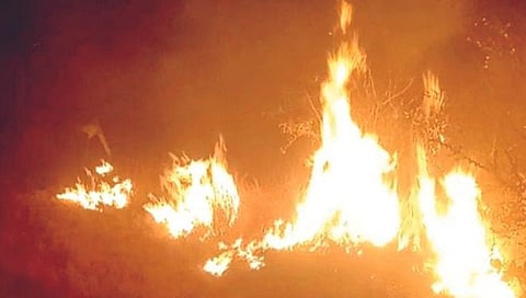 सांगली : डोंगरांना आगी लावण्यामुळे वनसंपदा धोक्यात