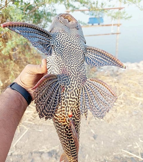 पळसदेव : हेलिकॉप्टर मासे मच्छीमारांच्या मुळावर ! अंगावरील काट्यांमुळे जाळे फाटून बसतोय फटका