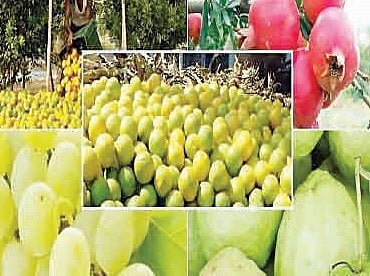 पुणे : बोगस फळपीक विमाधारकांचे साडेसहा कोटी जप्त