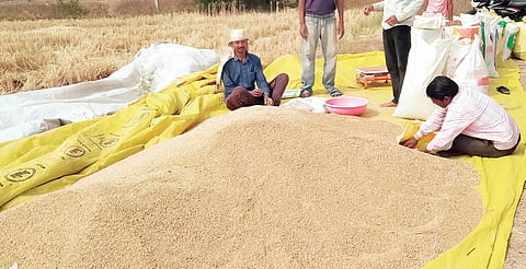 आंबेगावात गहू उत्पादनात वाढ