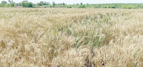 नानगाव : अवकाळी वातावरणामुळे बळीराजा चिंताग्रस्त