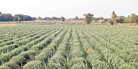 बावडा : उसात हरभरा आंतरपीक पीक जोमदार