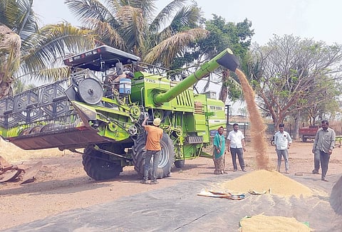 पाटस परिसरात गहू काढणीला वेग; हार्वेस्टरसाठी वेटिंग