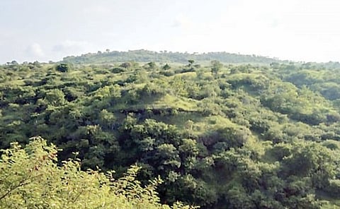 नगर तालुका : औषधी वनस्पती अन् प्राणी, पक्ष्यांचा मुक्त संचार