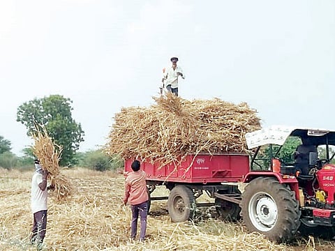 उंडवडी : पावसाच्या भीतीने वैरणीसाठी शेतकर्यांची लगबग
