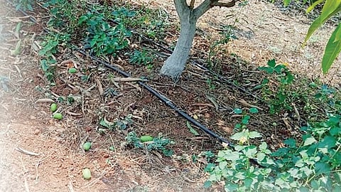 आंदर मावळातील आंब्यांच्या बागांचे नुकसान