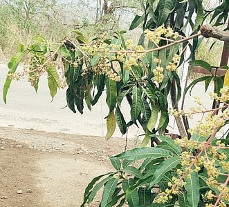 मुळशीत विजांच्या कडकडाटासह पाऊस