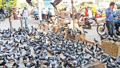 मुंबईतील कबुतरखाने बेकायदेशीर!