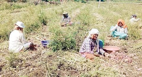 जवळा : कांद्यानी पार सपान भंगलं..रं बाबा.!
