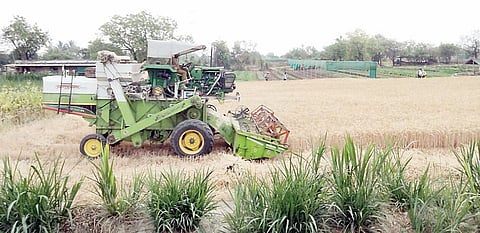 बेलसर : रब्बी हंगाम धोक्यात; धान्य काळवंडण्याबरोबरच बागांवरही रोगराईची शक्यता