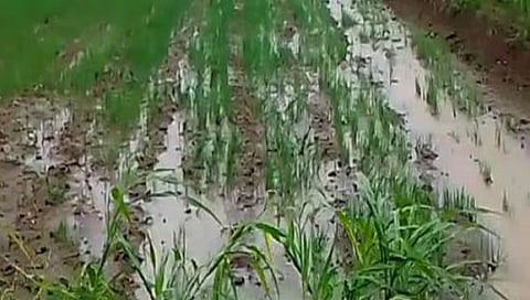 नगर : 4478 हेक्टरला अवकाळीचा फटका