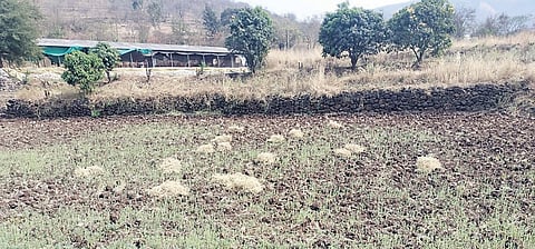 पानशेत खोर्याला अवकाळीने झोडपले; आंबाबागांसह रब्बी पिकांचे मोठे नुकसान