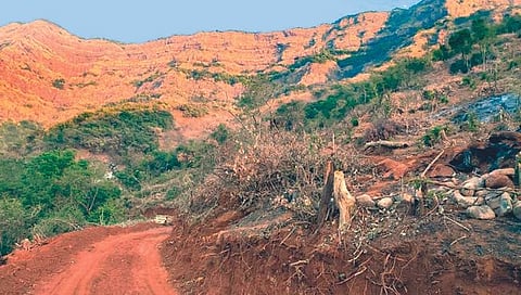 जागतिक वन दिन विशेष : जंगलतोडीने सह्याद्रीची होतेय ‘धूप’; प. घाटाच्या संरक्षणाकडे दुर्लक्ष