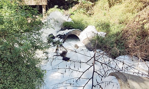 प्रक्रिया न करताच दापोडीतून मैलासांडपाणी पवनानदी पात्रात