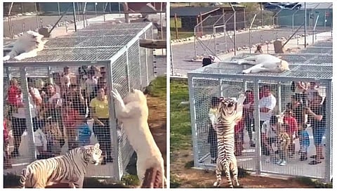 ‘इथे’ प्राणी असतात मुक्त आणि माणूस पिंजर्यात!
