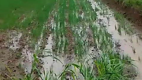 शिरूरच्या पुर्व भागात अवकाळी पाऊस; कांदा पिकांचे मोठे नुकसान