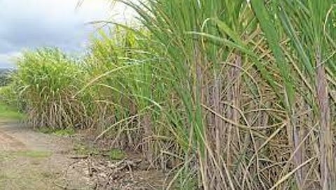 पुणे जिल्ह्यात दुष्काळीस्थितीमुळे ऊसगाळप कमी होणार