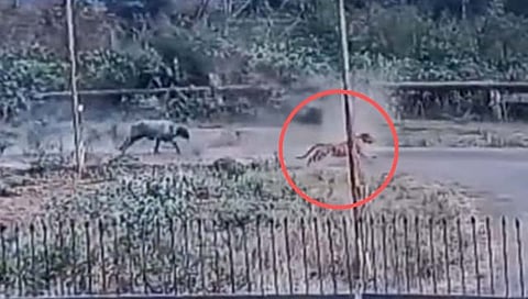 चंद्रपूर: म्हैशीचे रौद्र रूप पाहून वाघाने ठोकली जंगलात धूम (Video)