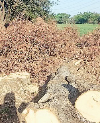 आप करणार ‘चिपको आंदोलन’; नेवासा-श्रीरामपूर रस्त्यावर मोठ्या वृक्षांची बेकायदा कत्तल