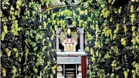 पंढरपूर : श्री विठ्ठल-रुक्मिणी मंदिरात आरास केलेली द्राक्षे तासात गायब