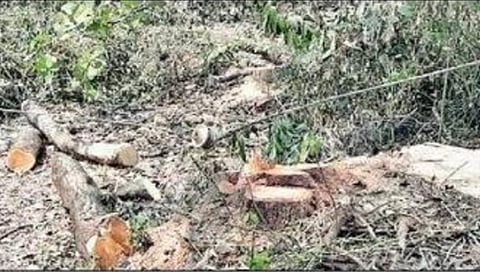 सिंधुदुर्ग : …अन् थोडक्यात शेतकरी बचावला!