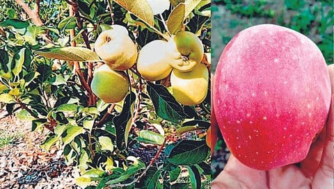 Benefits of Apple : रोज एक सफरचंद खाण्याचे फायदे तुम्हाला माहित आहे?