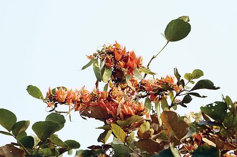 पळस हा अत्यंत प्राचीन भारतीय वृक्ष असून, वसंतात फुलतो.