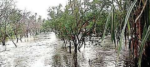 भवानीनगर : कालव्याचे पाणी शेतात; शेतकरी घायकुतीला