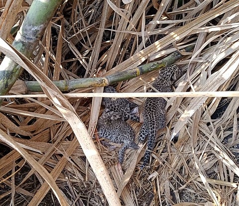 पुणे : रांजणीत उसतोड करताना आढळले तीन बिबट बछडे